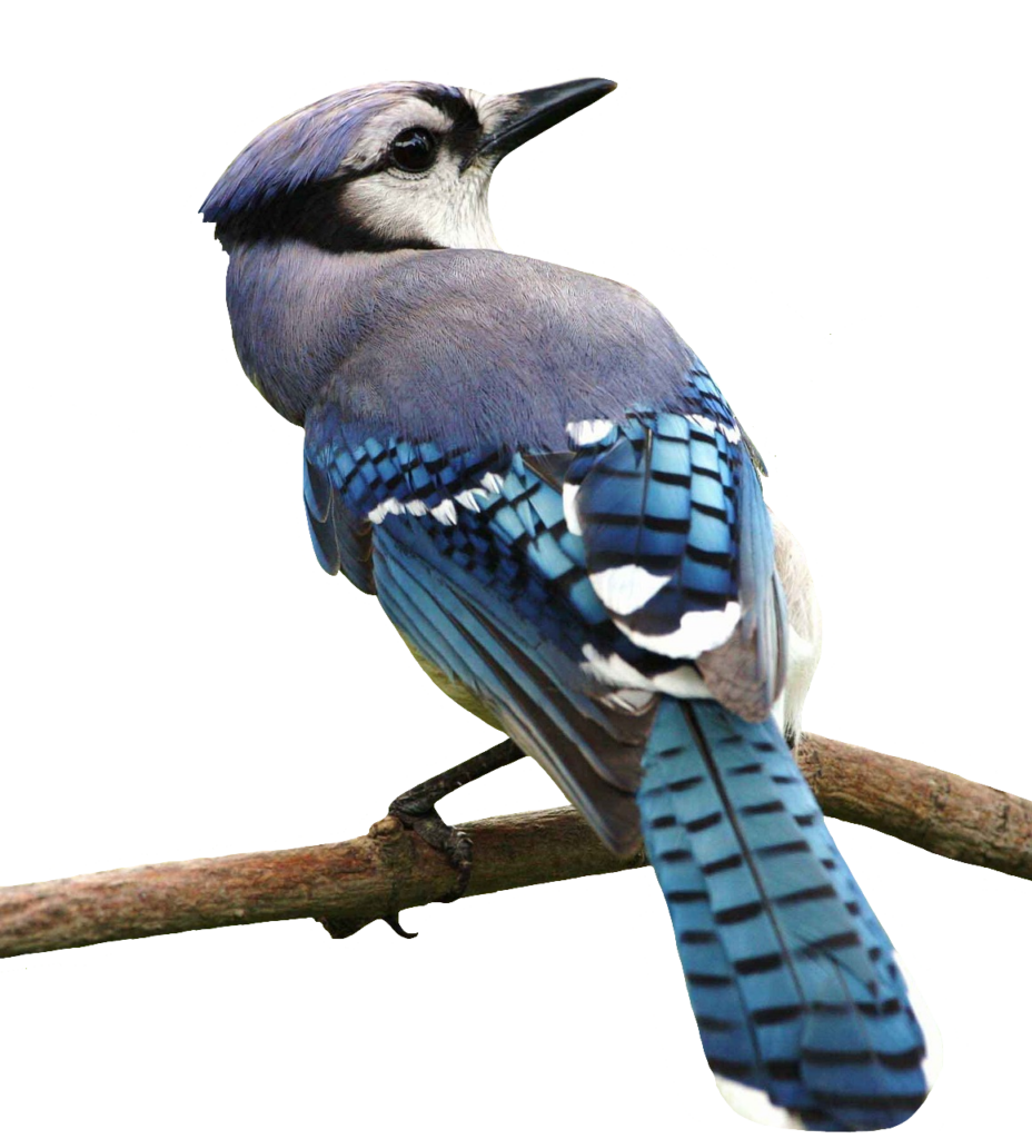 Transparent Blue Jay bird PNG