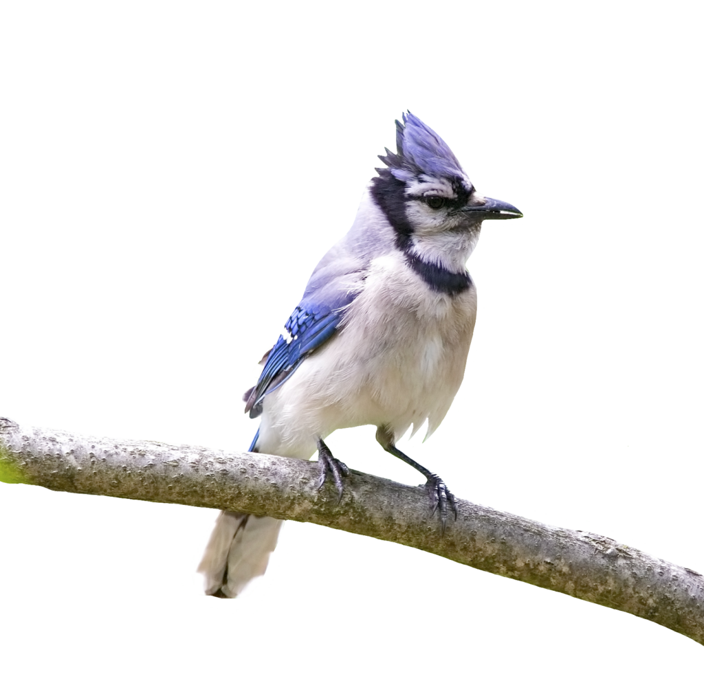 Blue Jay PNG