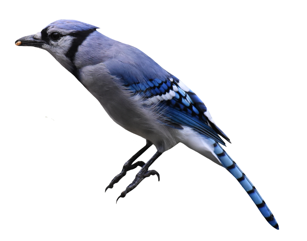 Blue Jay PNG