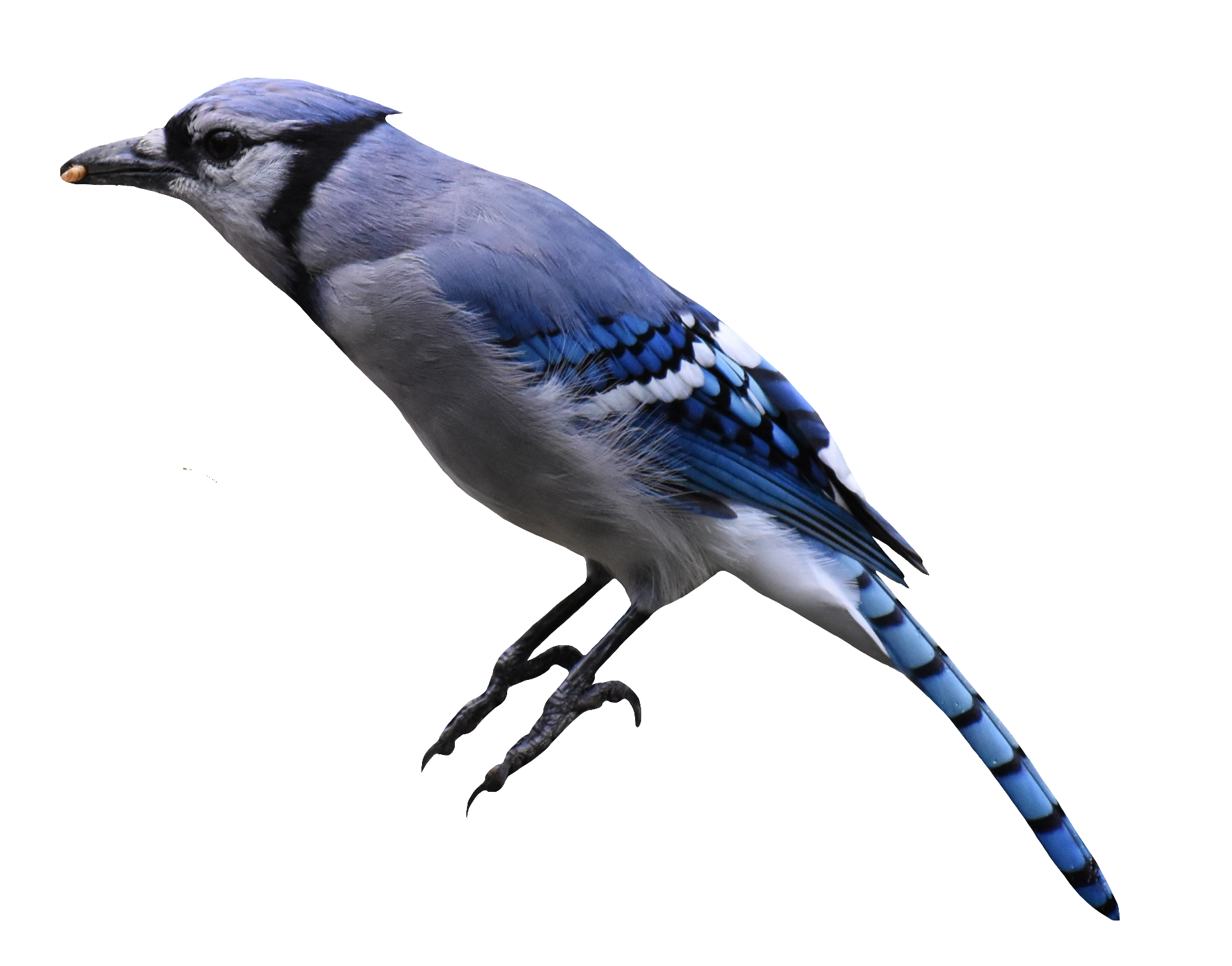 Bluejay-13