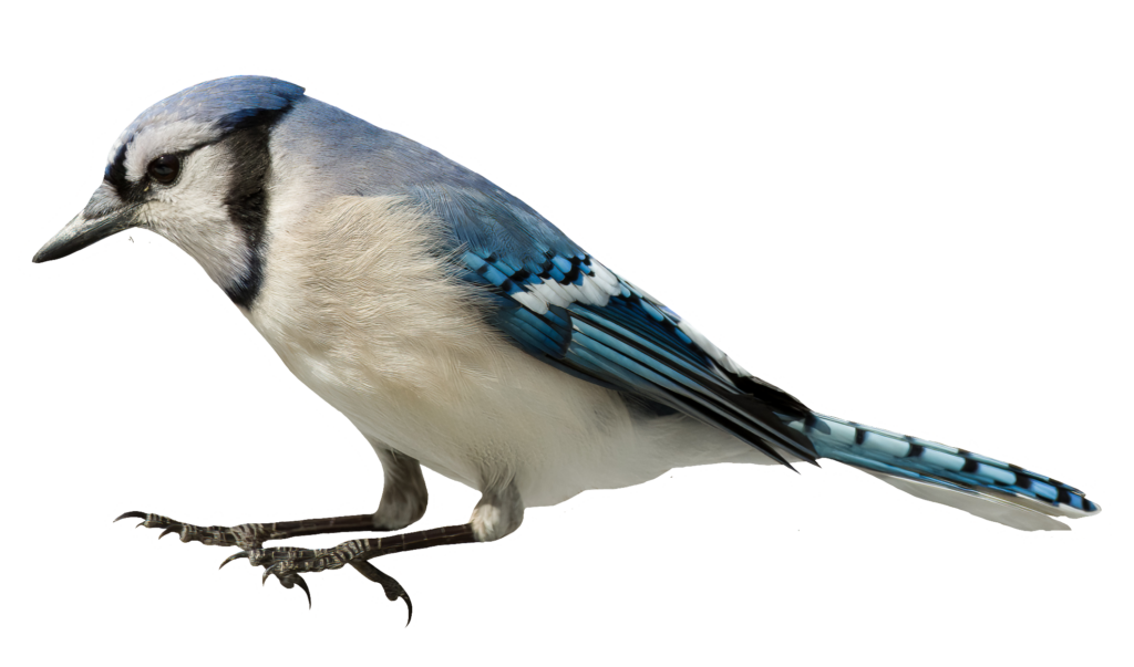 High-resolution Blue Jay PNG