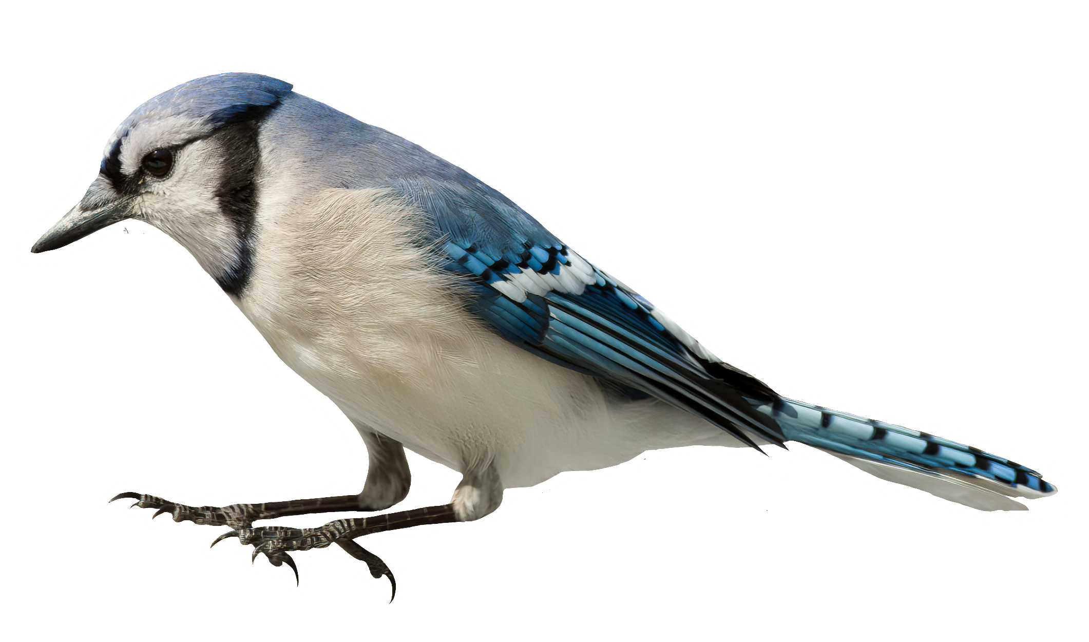 Bluejay-14