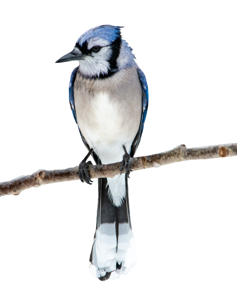 Blue Jay Bird PNG