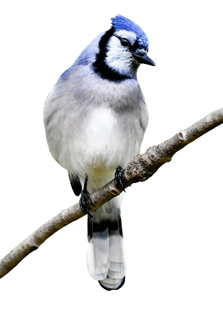 Blue Jay PNG