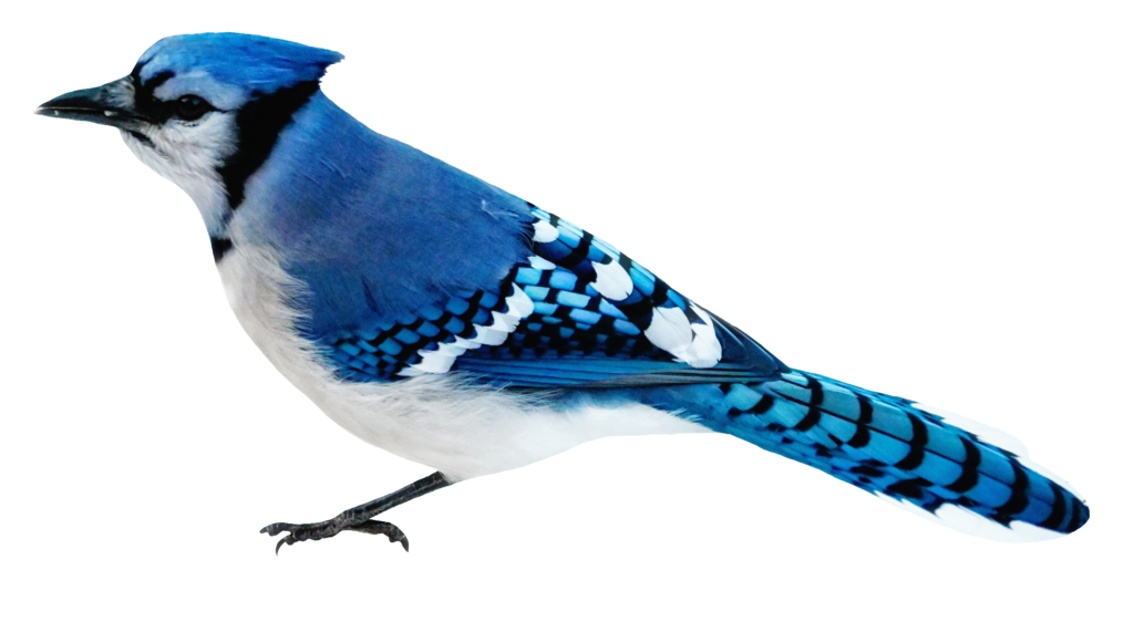 Blue Jay PNG image with transparent background 