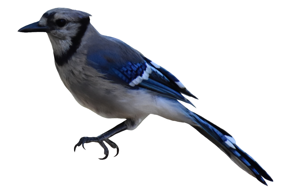 Transparent Blue Jay PNG