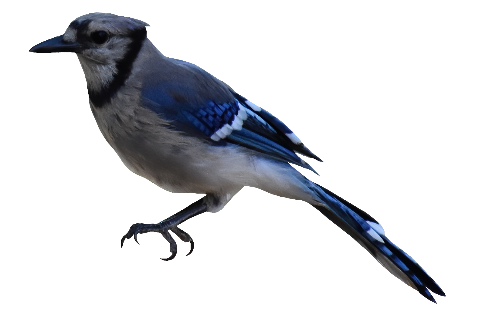 Bluejay-18