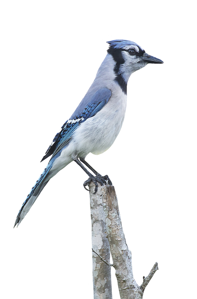 Blue Jay PNG