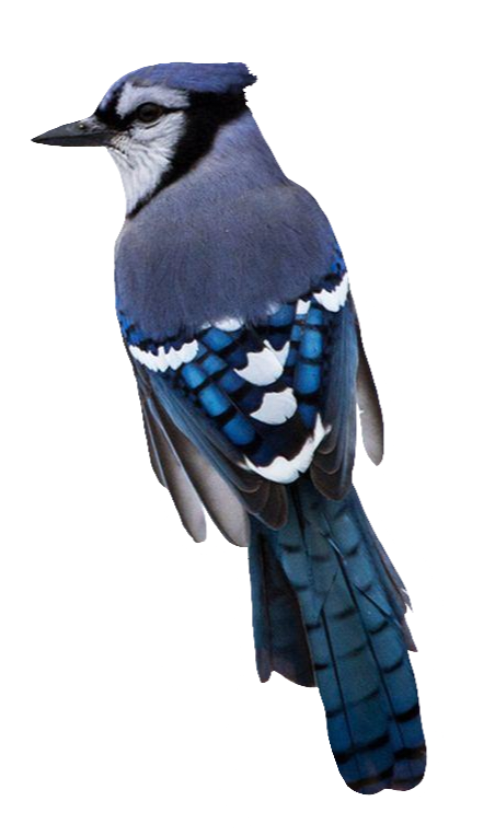 Transparent Blue Jay PNG