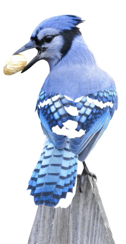 Blue Jay Bird PNG