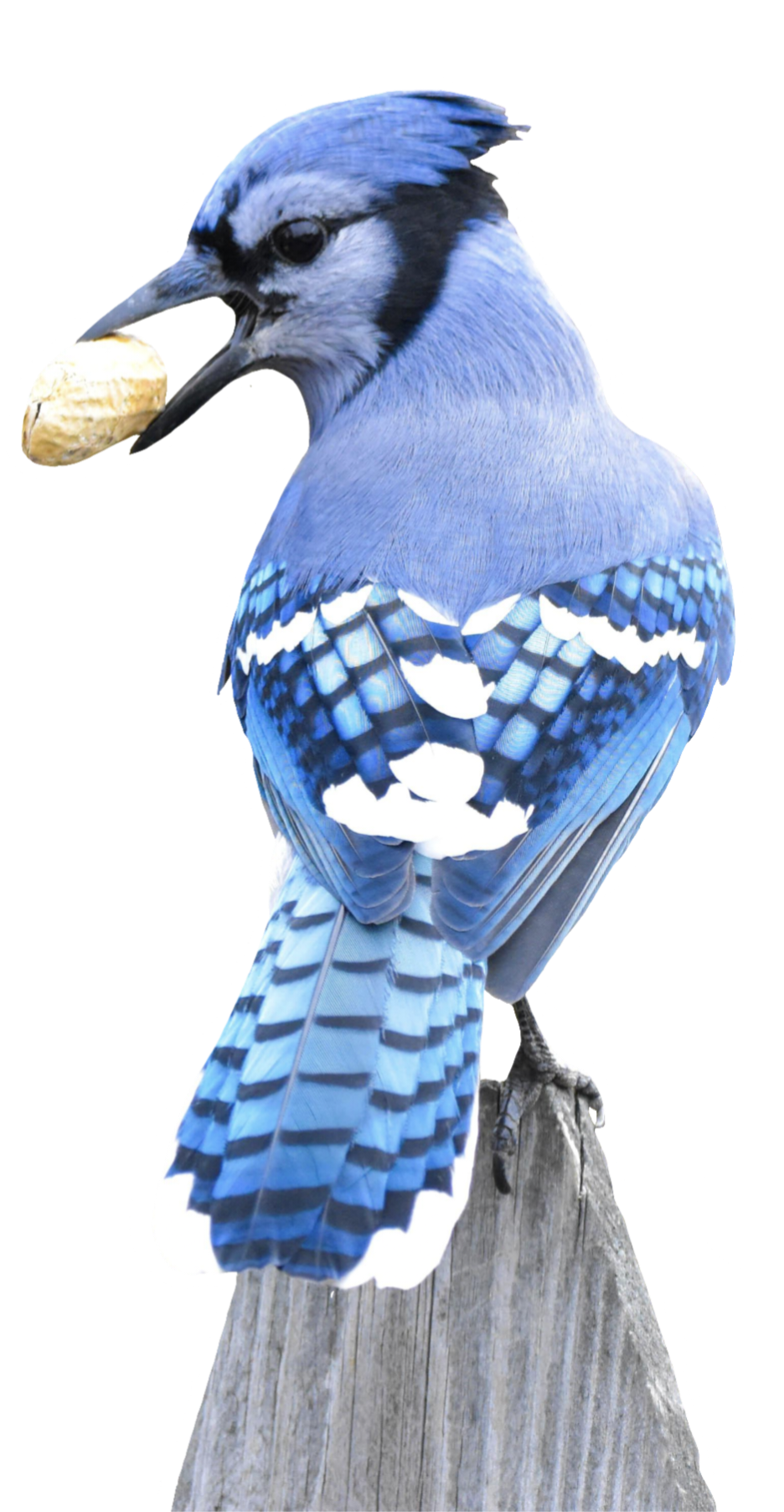 Bluejay-2