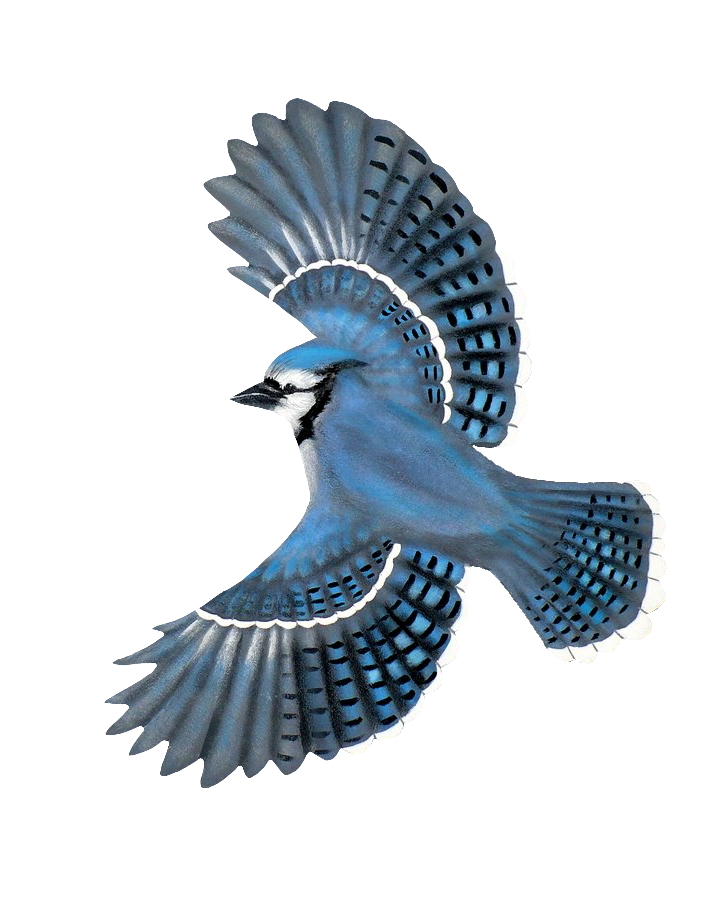 Blue Jay Art PNG