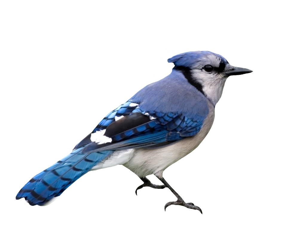 Transparent Blue Jay PNG