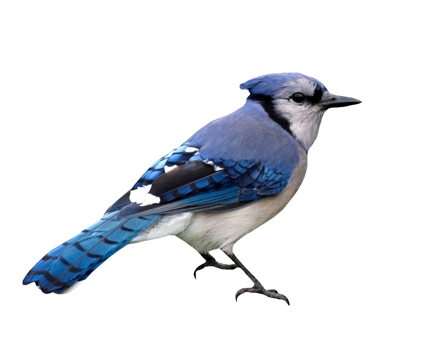 Bluejay-22