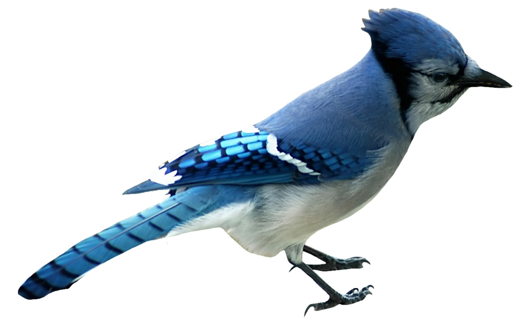 Blue Jay PNG