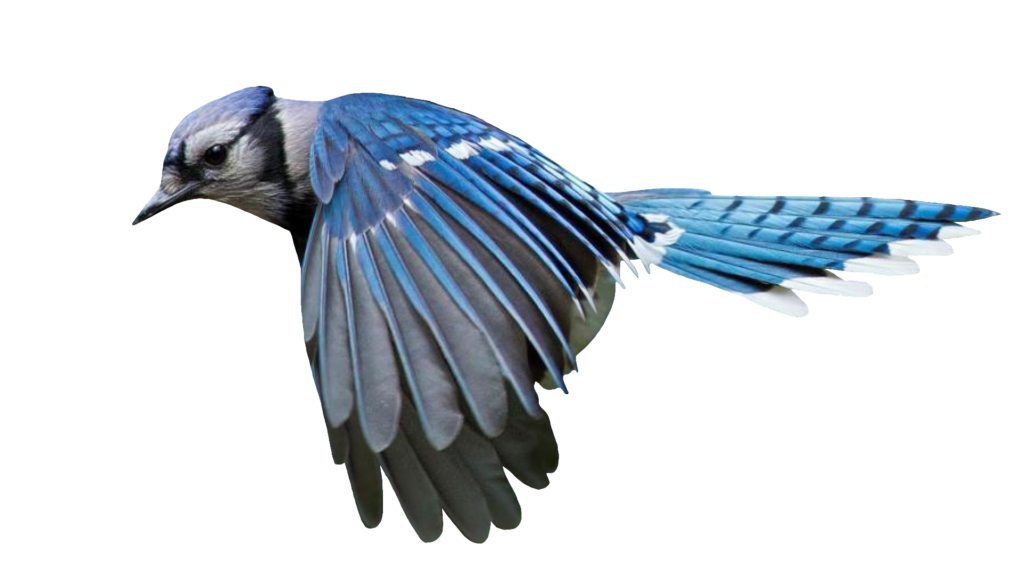 Flying Blue Jay PNG