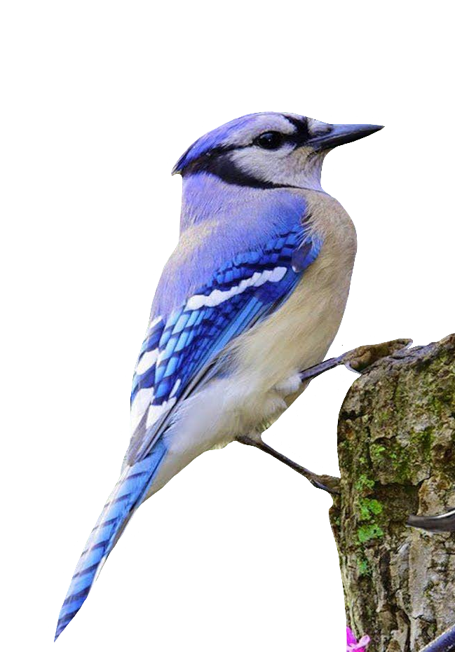 Blue Jay PNG image