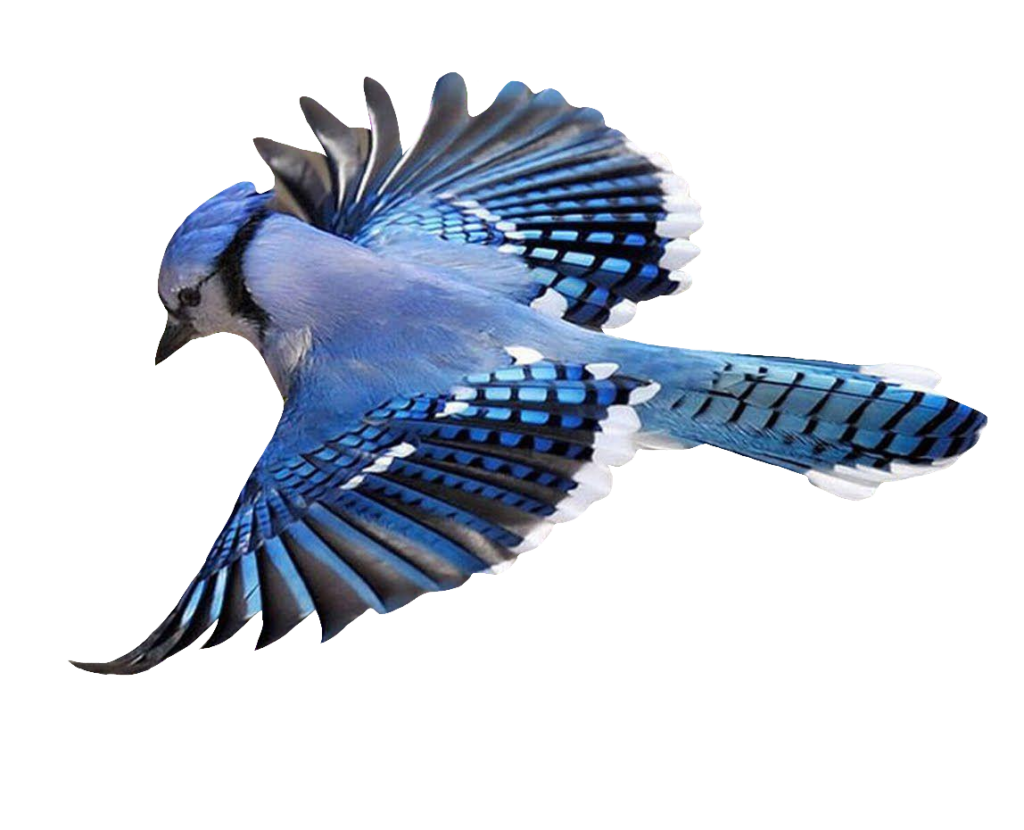 Blue Jay Bird flying PNG