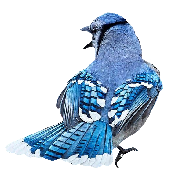 Blue Jay PNG