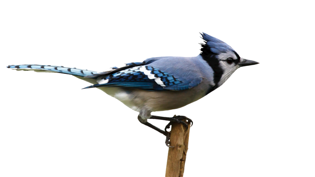 Blue Jay PNG