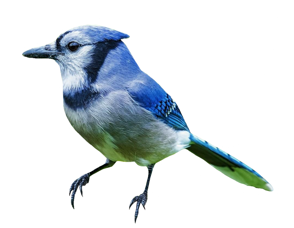 Blue Jay PNG