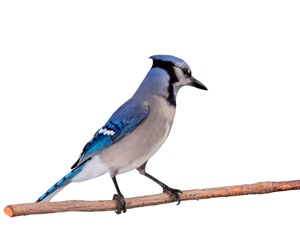 Blue Jay Bird PNG