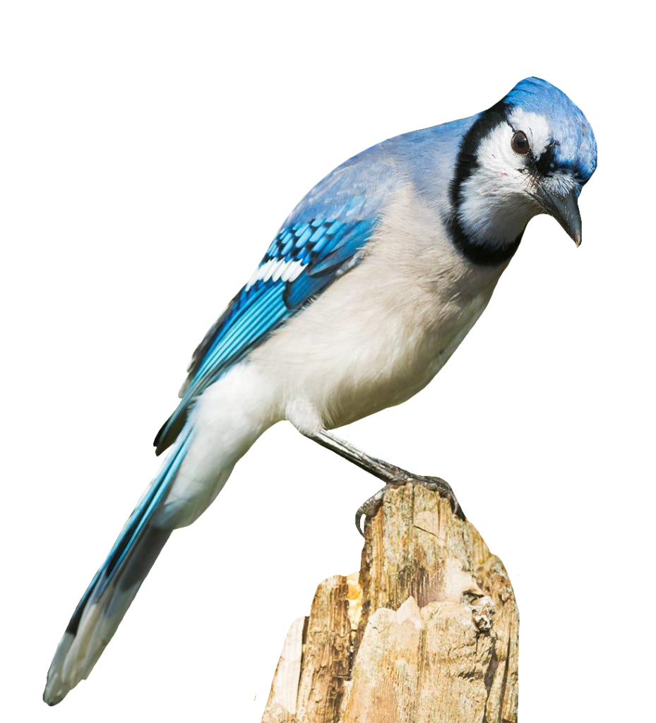 Blue Jay PNG