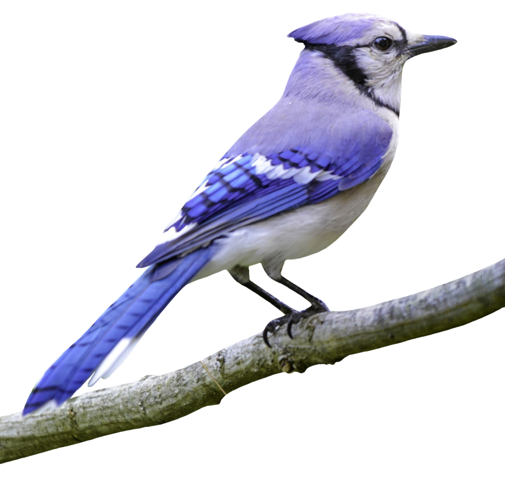 Blue Jay PNG image