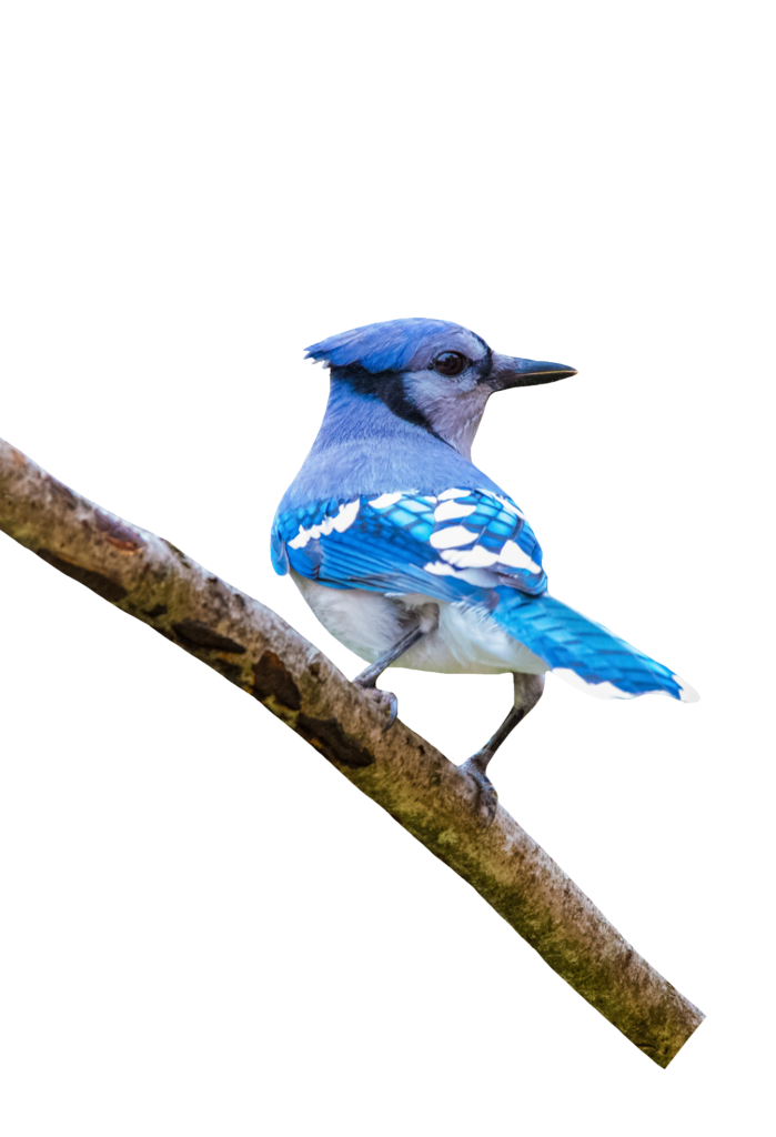 Blue Jay Bird PNG