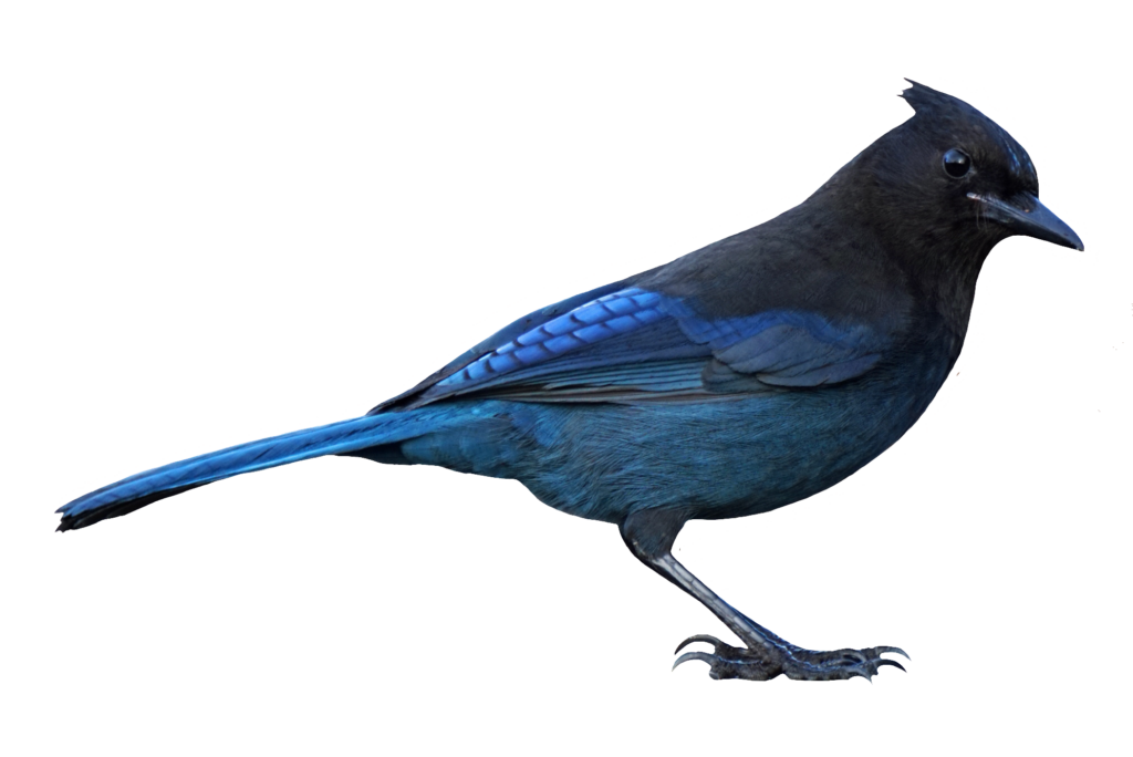 Blue Jay Bird PNG