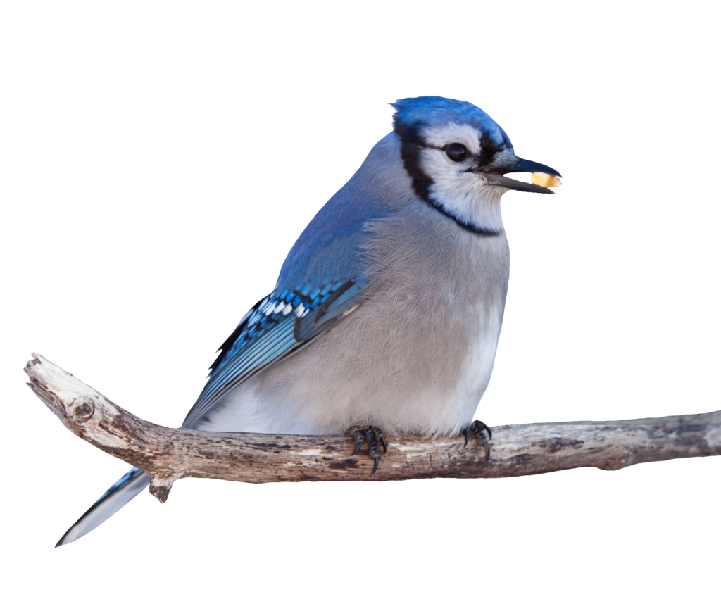 Beautiful Blue Jay PNG