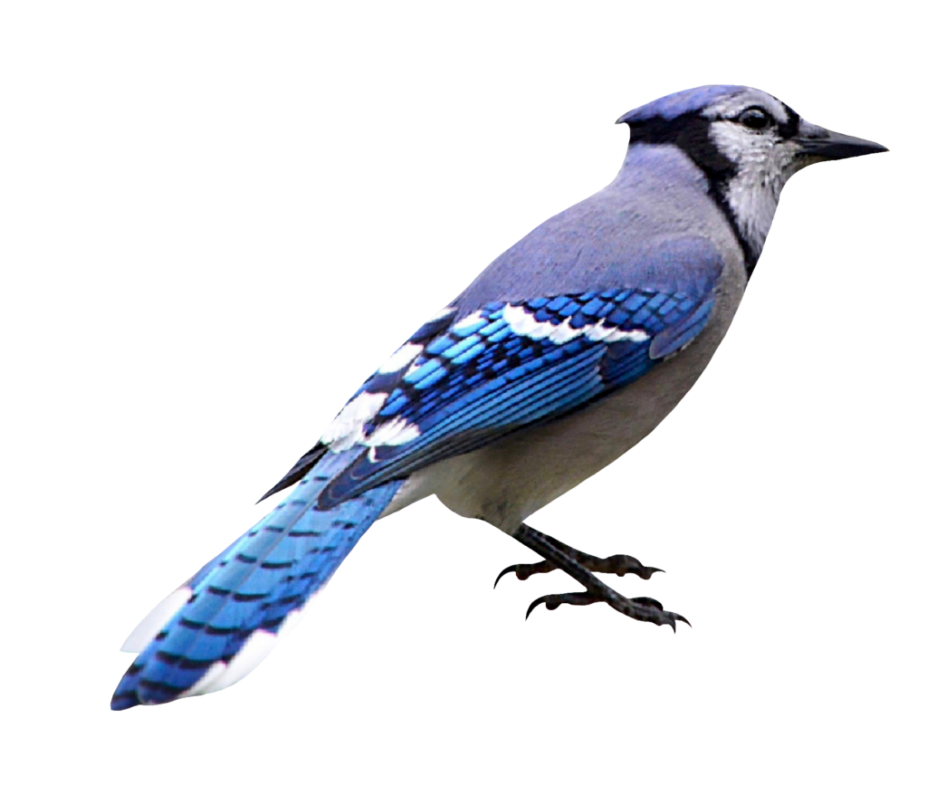 Blue Jay Bird PNG