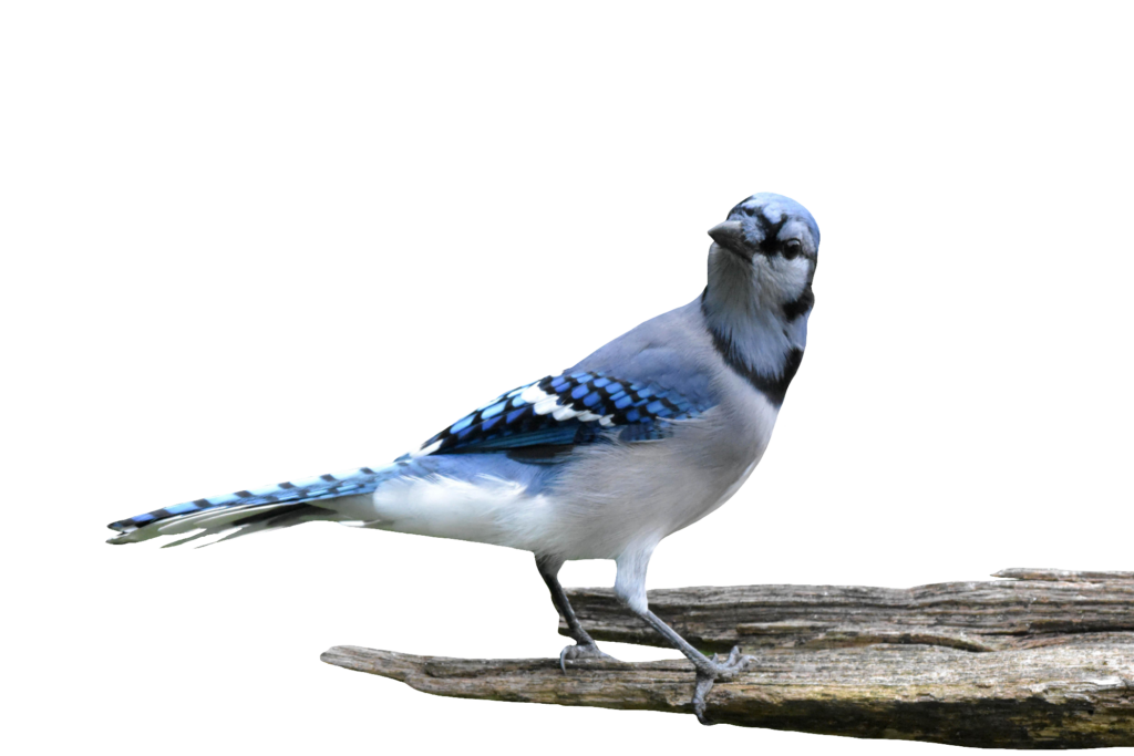 Transparent Blue Jay PNG