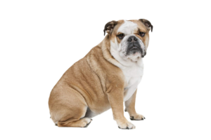 Bulldog-10