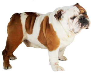 Bulldog-11