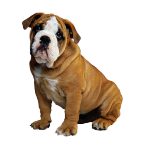 Bulldog Png Image