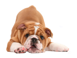 Bulldog-3