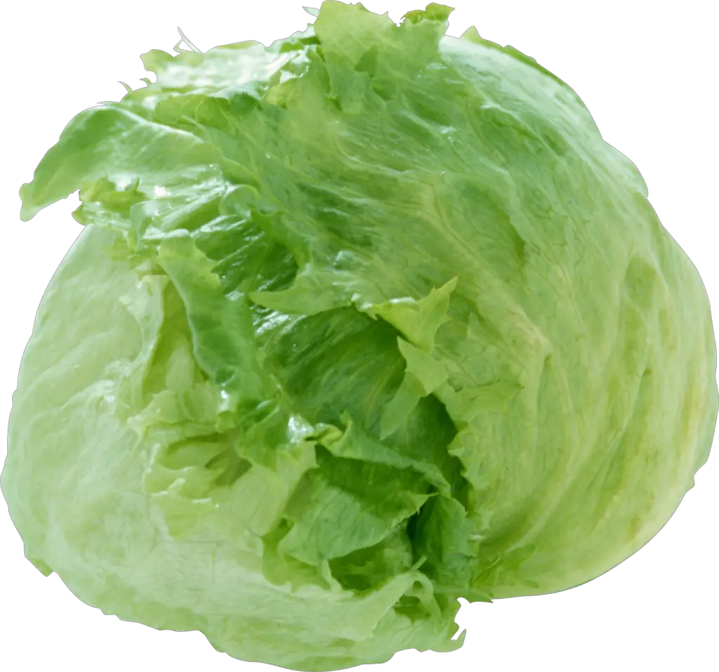 Cabbage Png Image