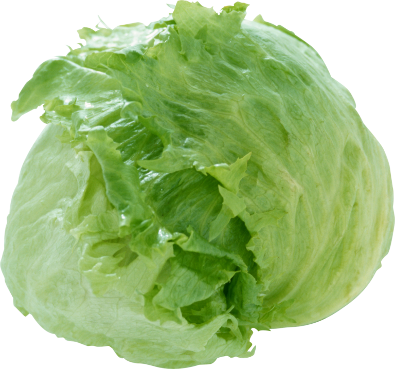 Cabbage PNG Transparent Images Free Download - Pngfre