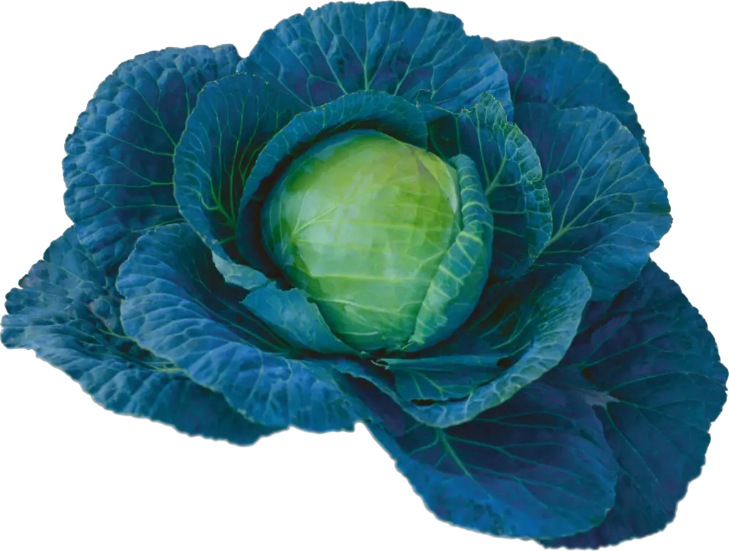 Cabbage Png Image