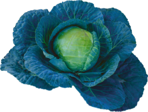 Cabbage-10