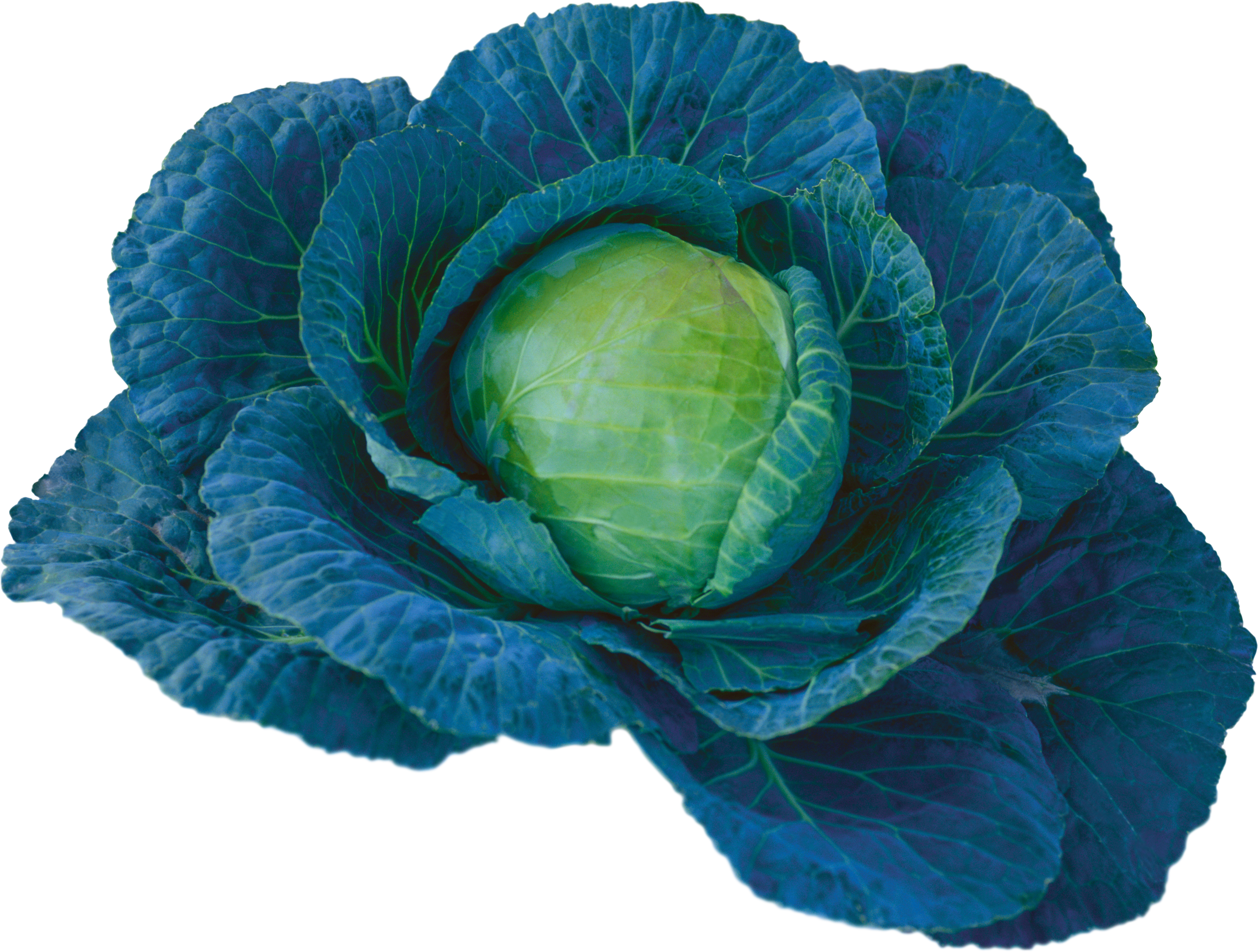 Cabbage-10
