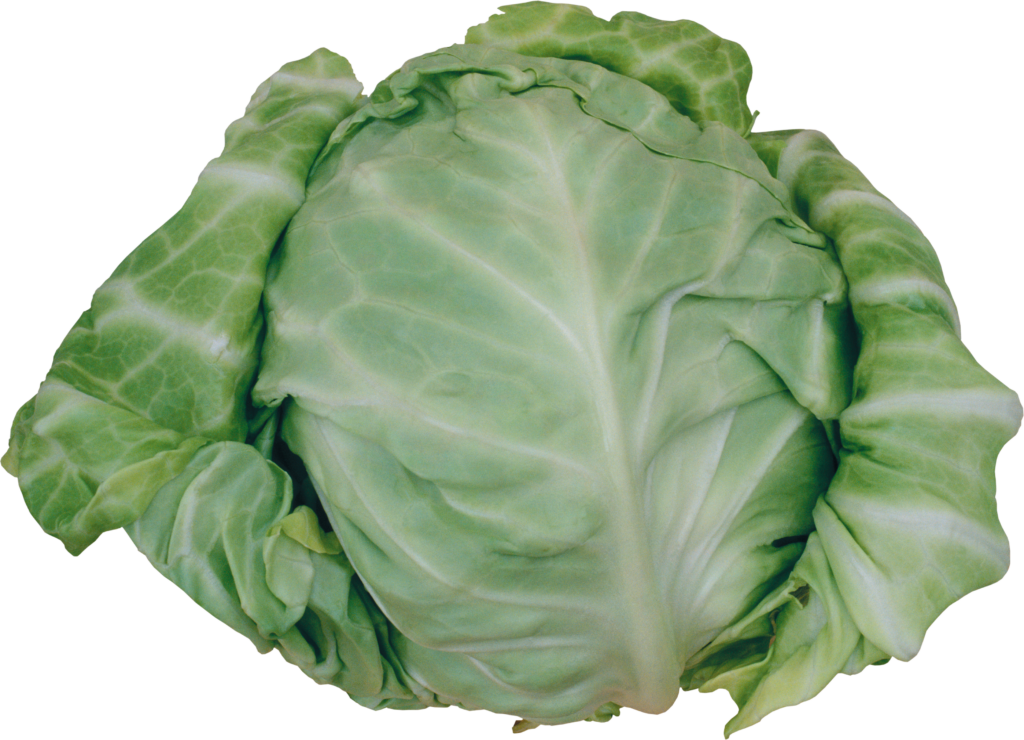 Cabbage Vegetable Png