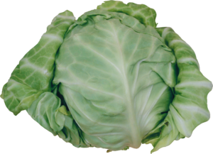 Cabbage-11