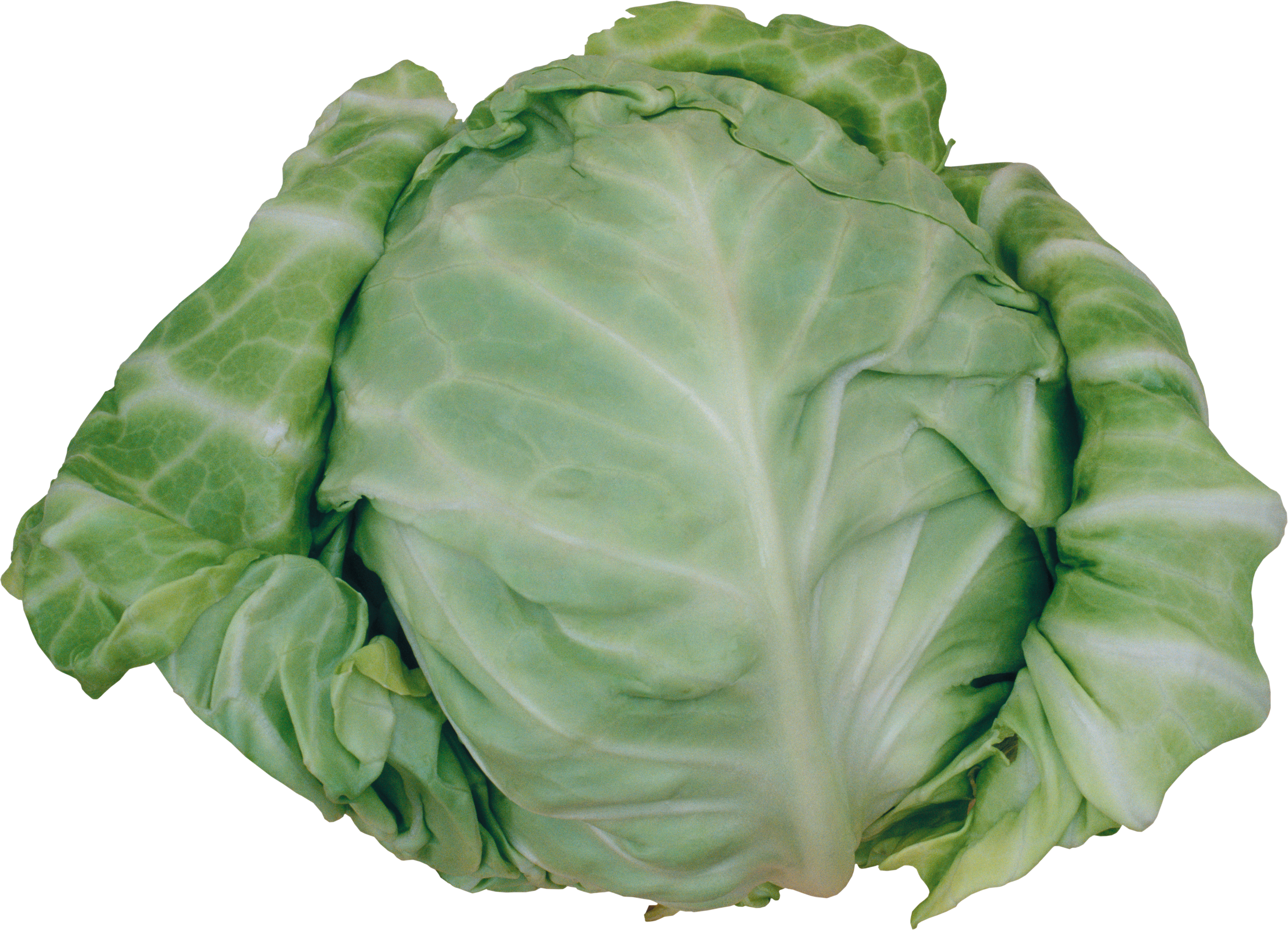Cabbage-11