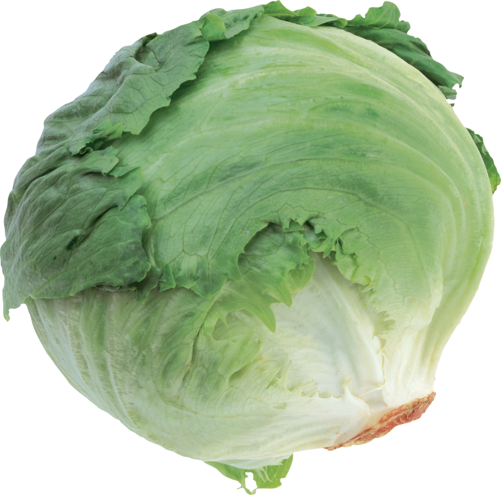 Fresh Cabbage Png