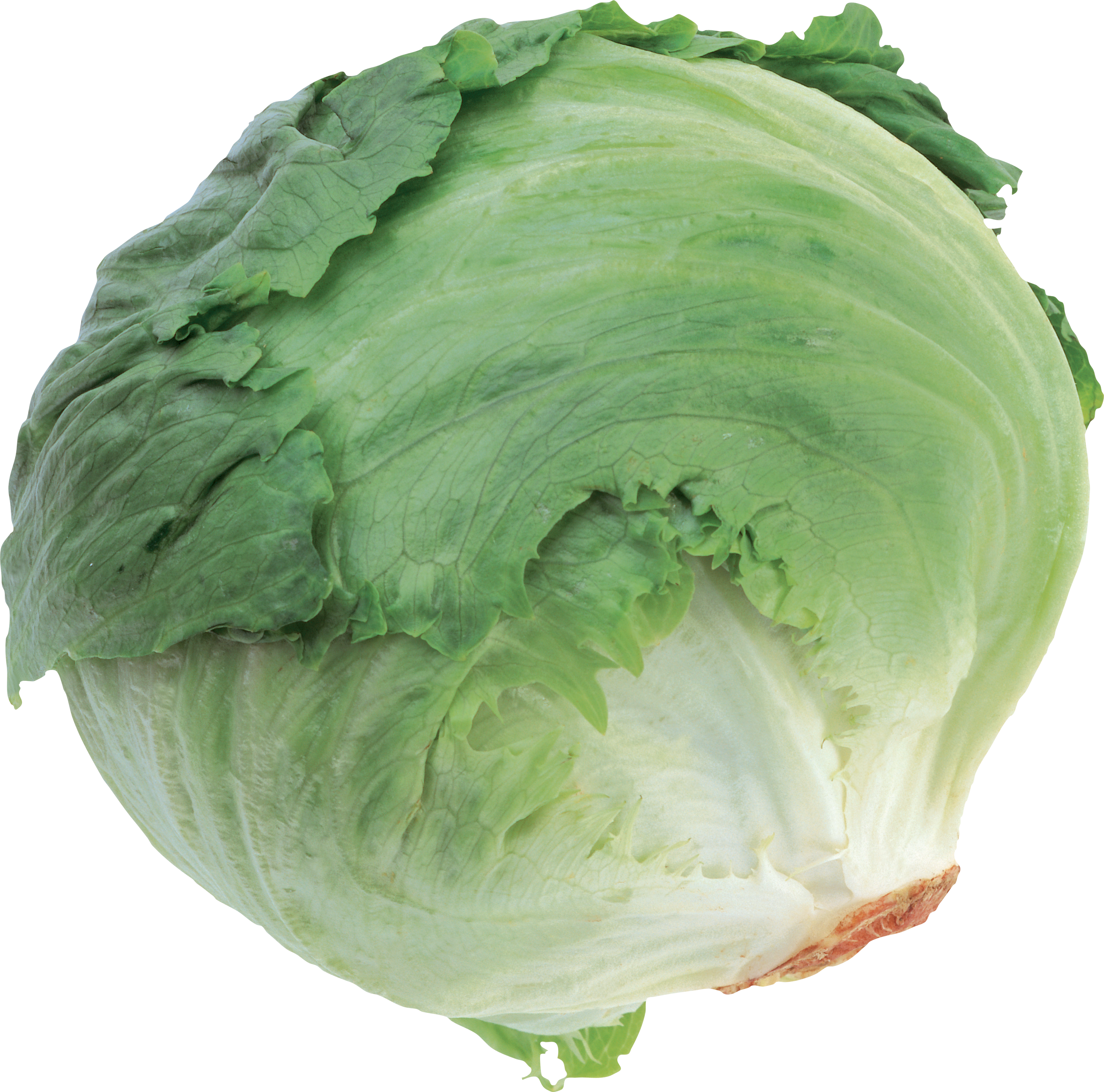 Cabbage-12