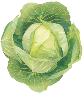 Cabbage-13