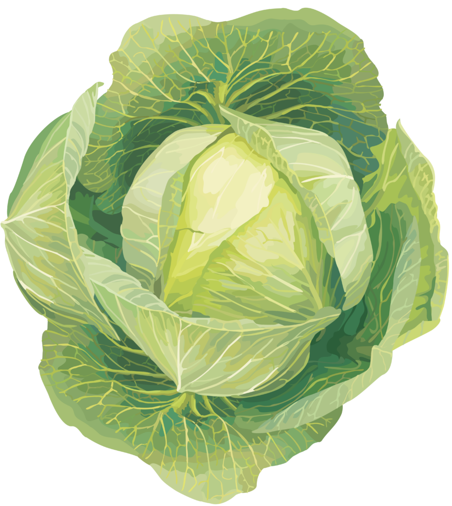 Cabbage Clipart Png