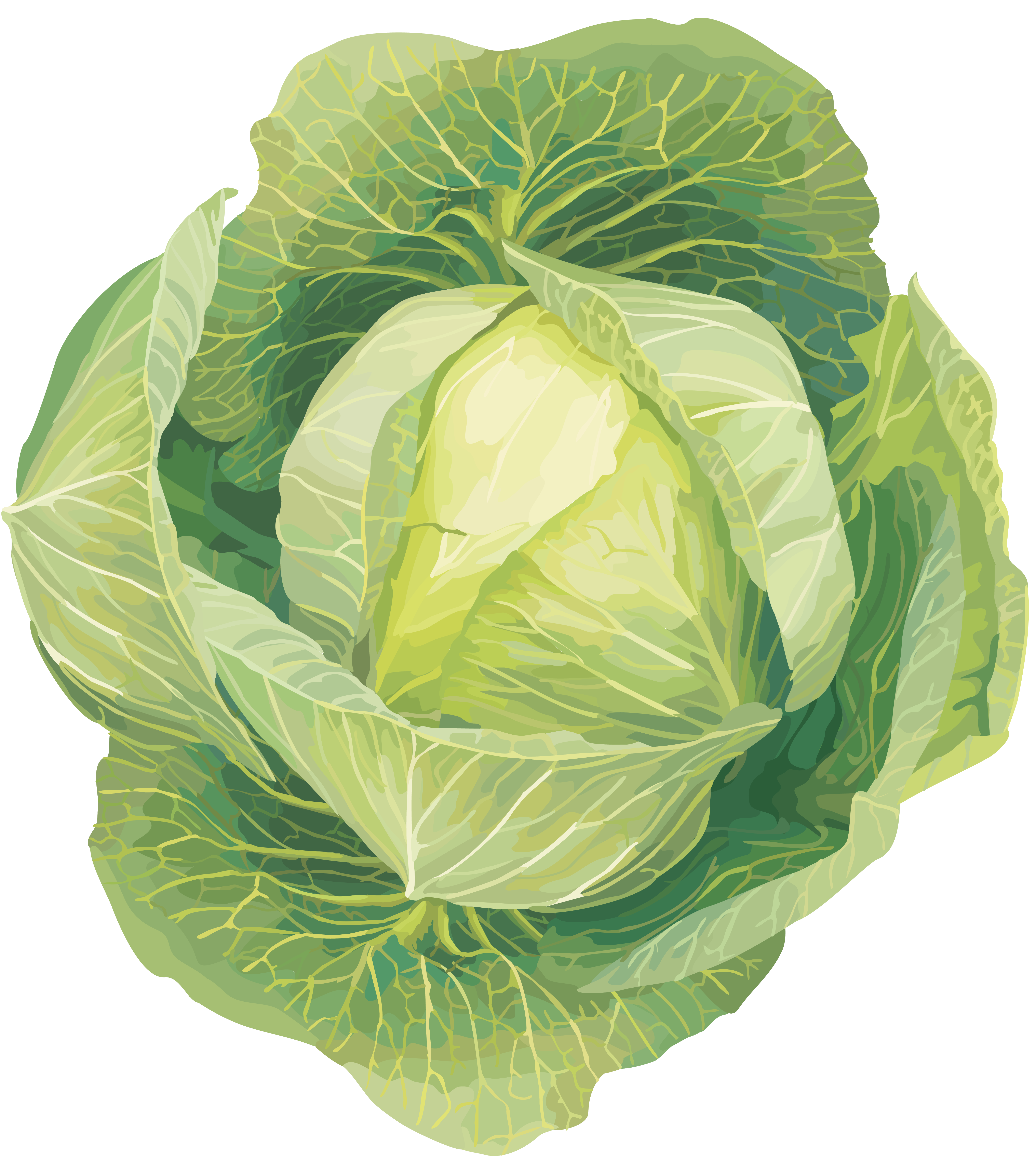 Cabbage-13